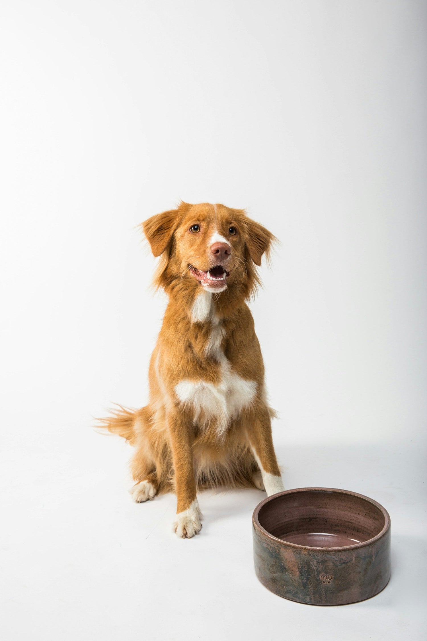 Pet Feeders