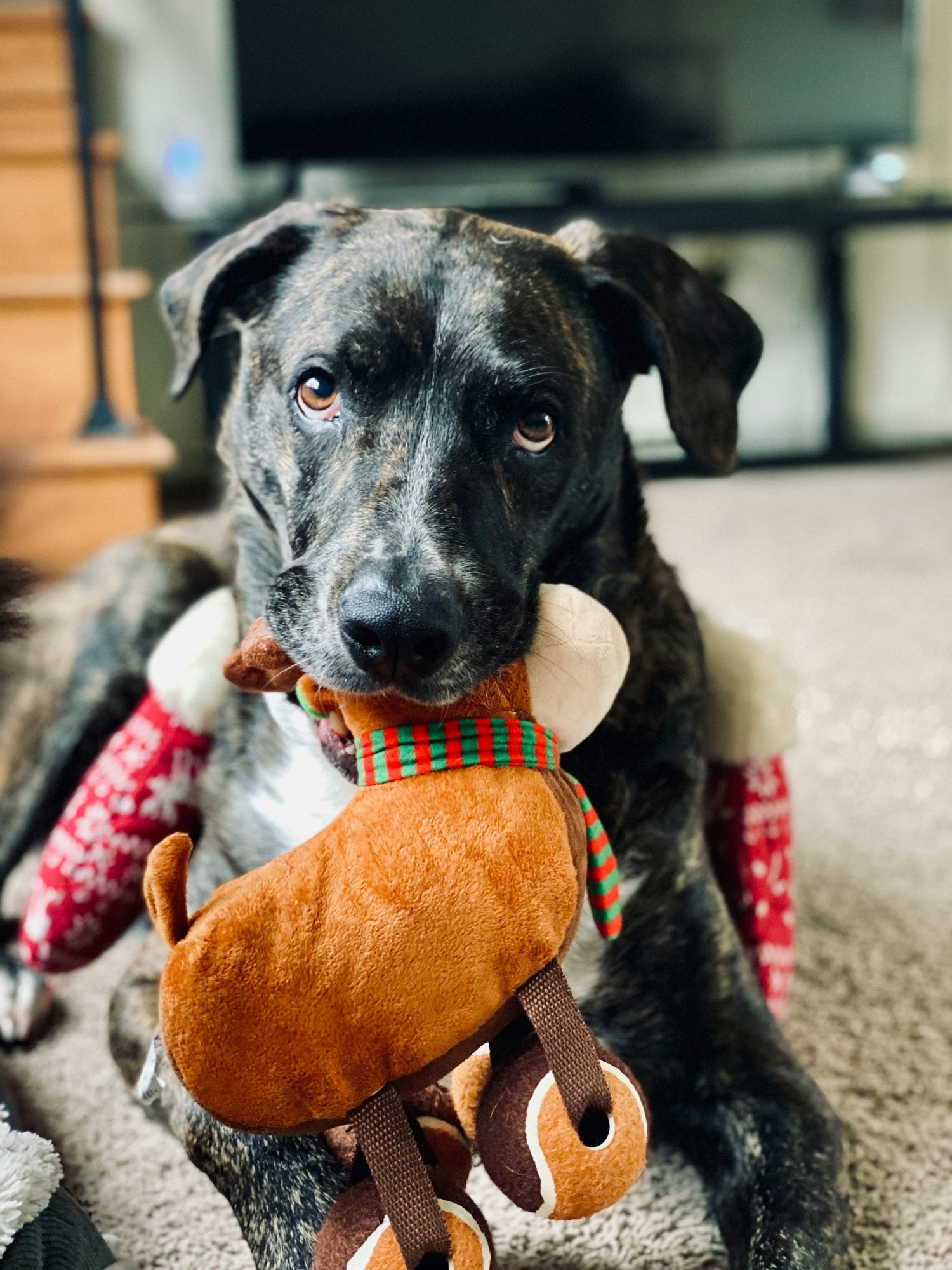 Cat & Dog Toys