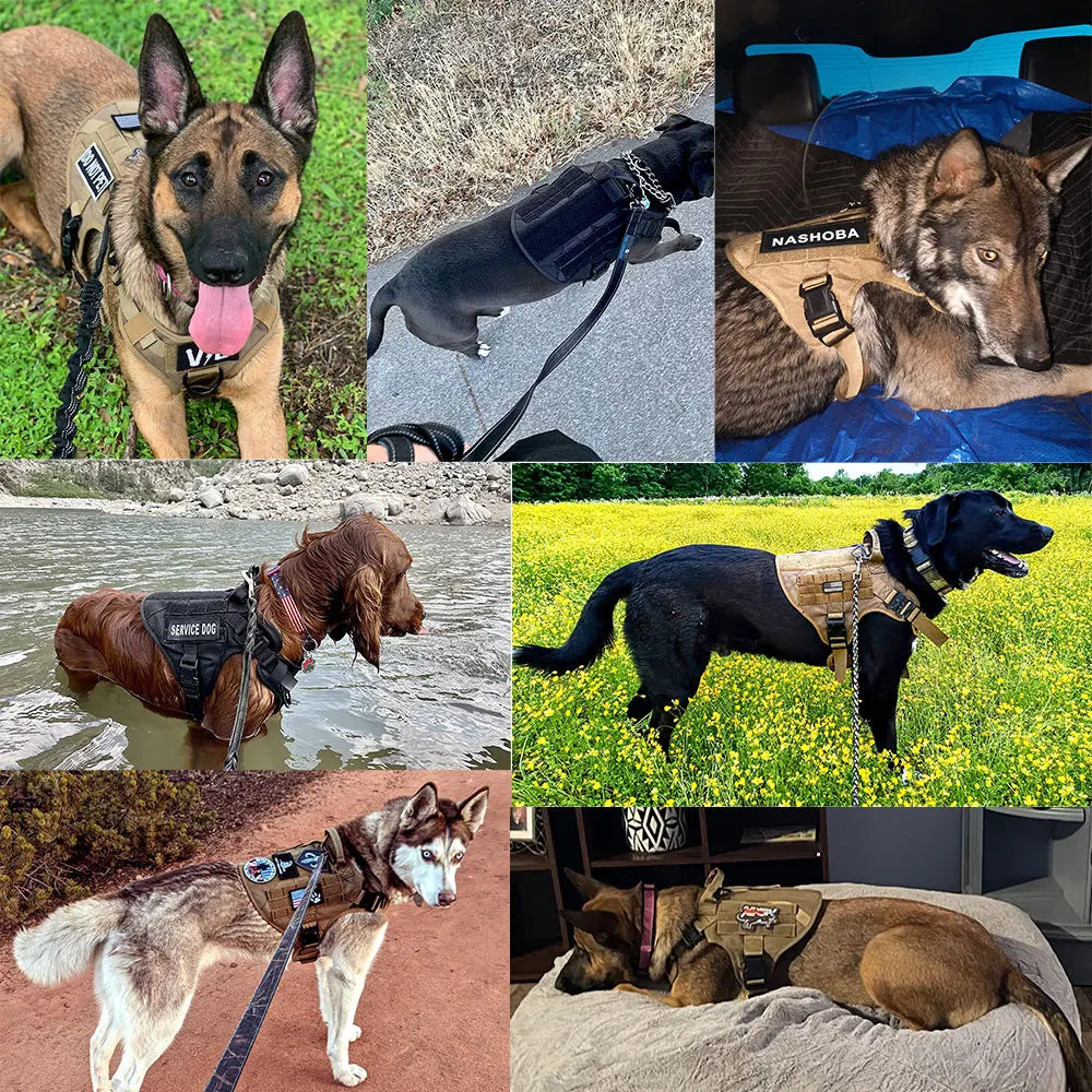Large Dog Harness And Leash Set For Training Walks